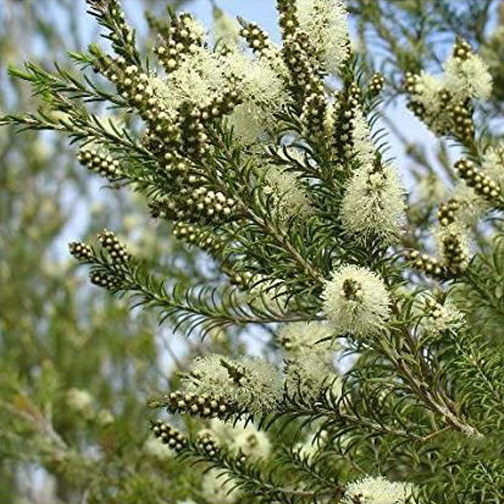 tratamiento para hongos arbol de te 100 %  puro